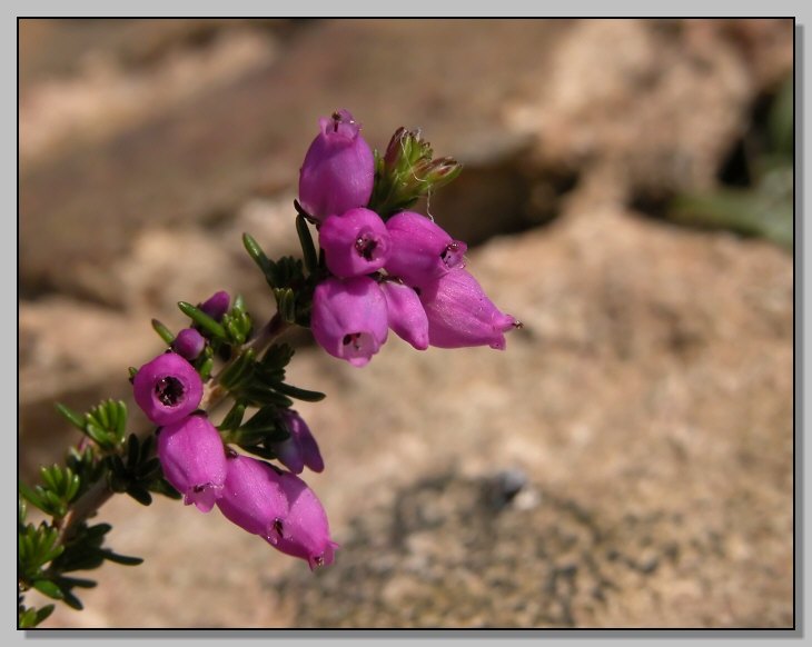 I fiori del granito